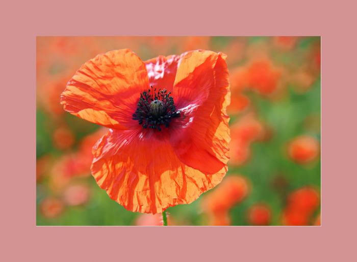 Mohn Mohn