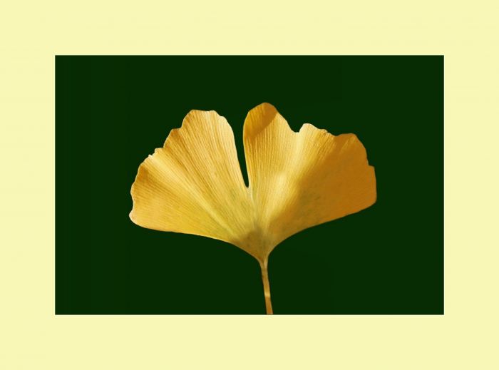 Ginkgo