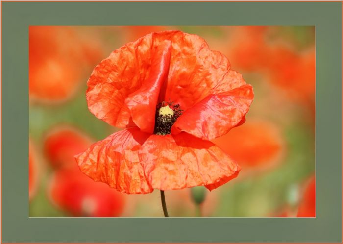 Mohn