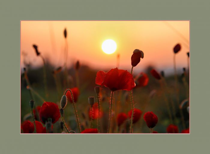 Mohn