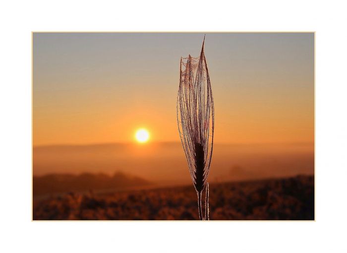 Spinnenfäden und Sonnenaufgang