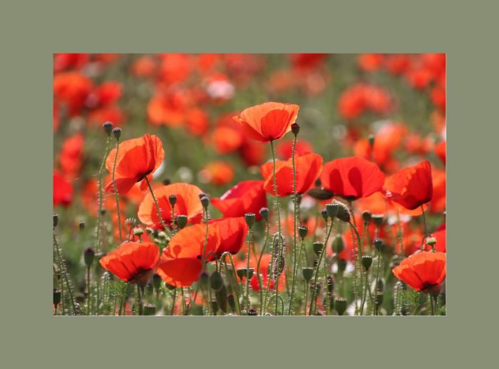 Mohn