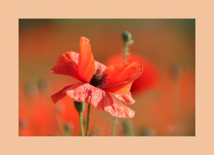 Mohn