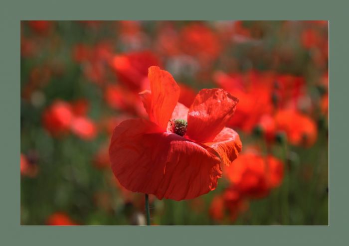 Mohn