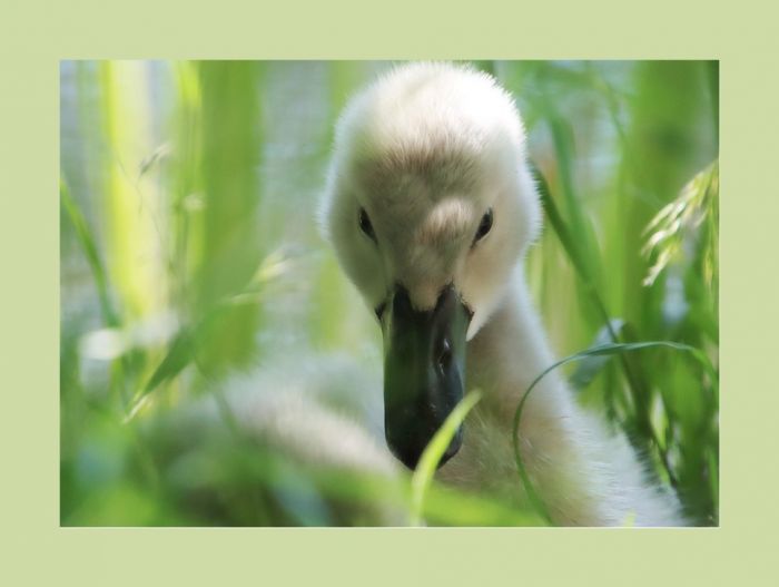 Schwanennachwuchs