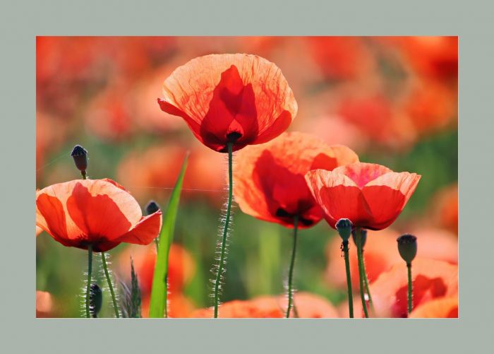Mohn