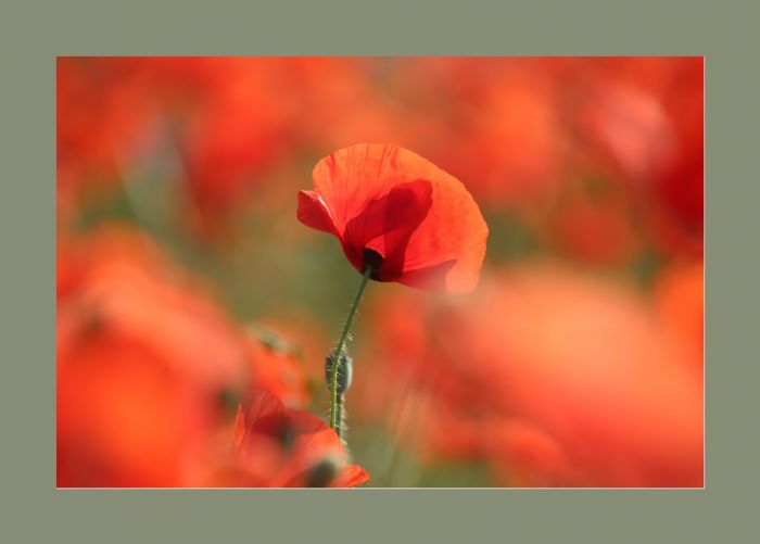 Mohn