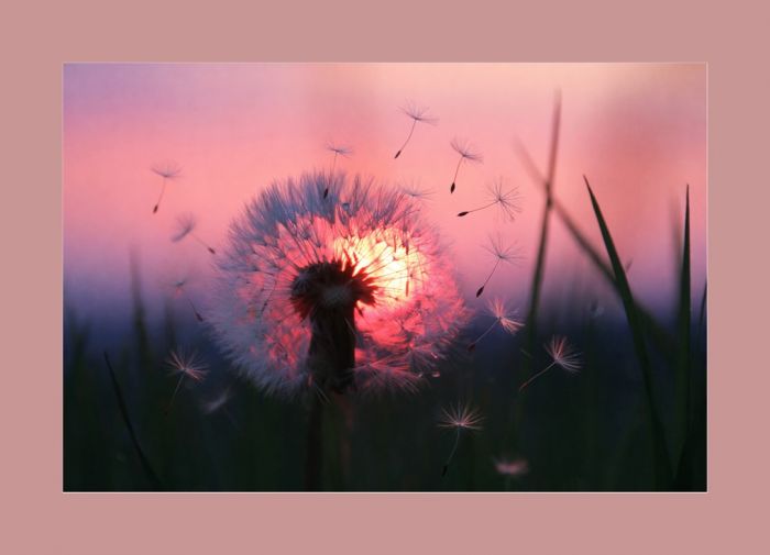 Löwenzahn und Schirmchen