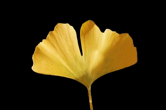 Ginkgo