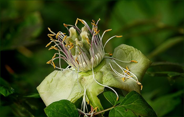 Verwelkte gelbe Pfingstrose