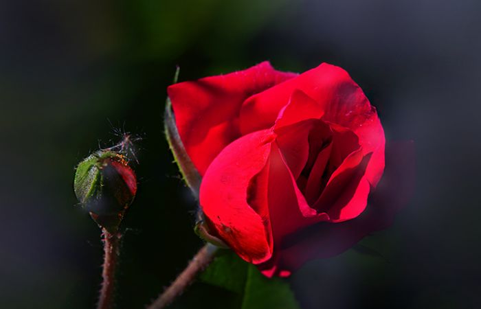 Rose und eine Knospe