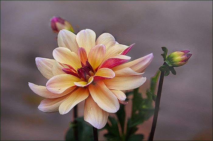 Dahlie