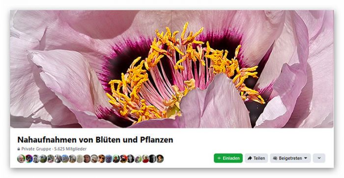 Mein Foto einer Pfingstrose als Titelbild