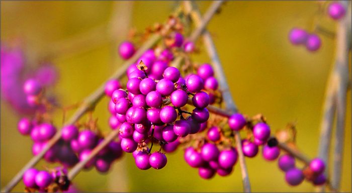 Liebesperlen - Callicarpa bodinieri