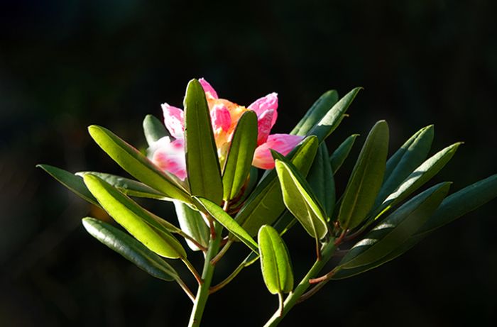Rhododendron