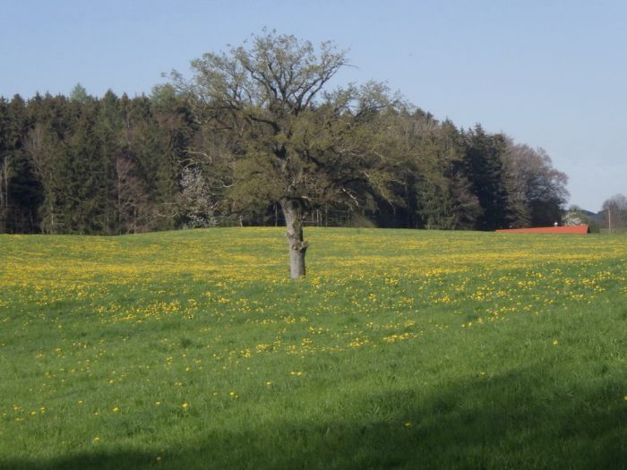 Baum im Mai