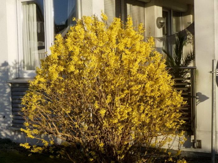 Forsythia