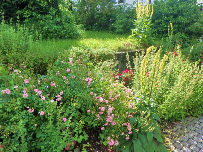 Vorgarten Anfang Sommer