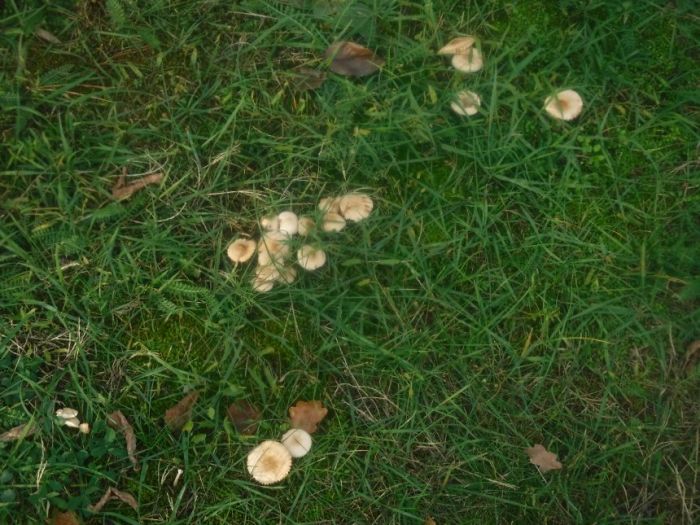 Pilze in der Wiese