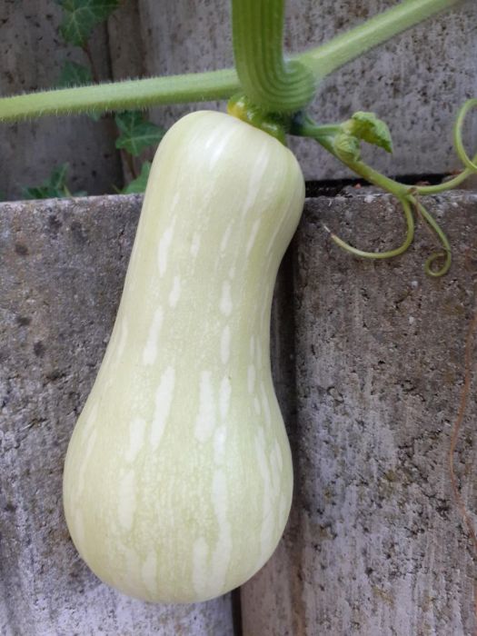 Ding dong