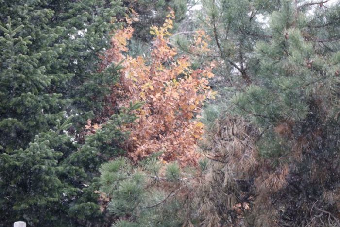 Leise rieselt der ...