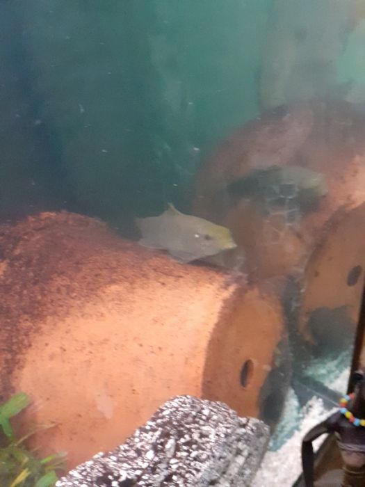 Frei von Manipulationen