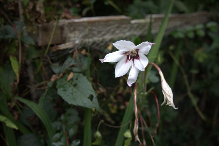 Blühen und verwelken