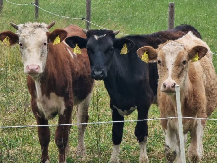 Die jugend von heute