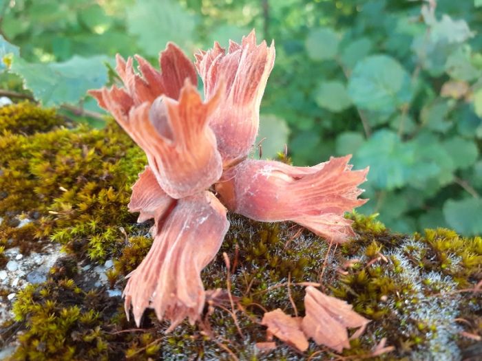 Haselnüsse für Aschenbrödel