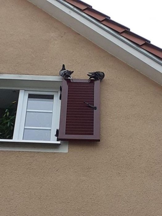 Tauben haben sich untergestellt