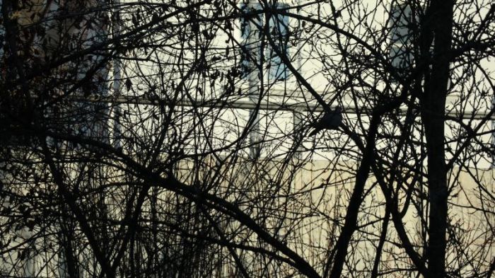 Ringeltaube im geäst