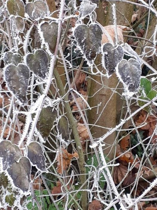 Herzblätter im raureif