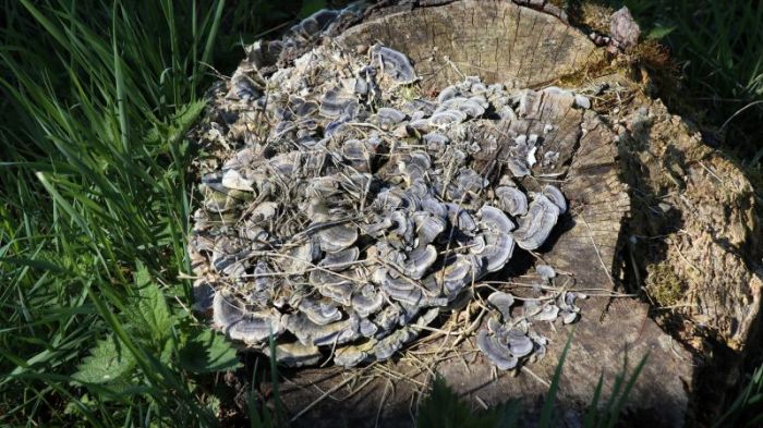 Baumstumpf mit pilzen