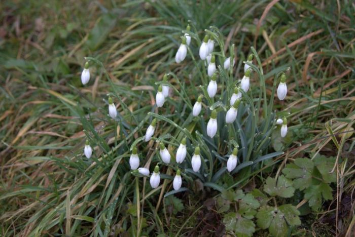 Schneeglöckchen