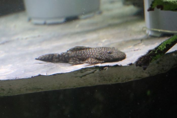 Antennenwelsweibchen