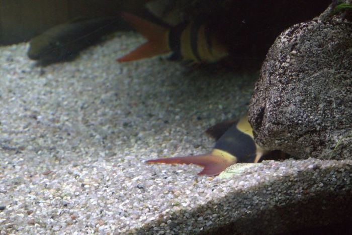 Brunnensteines mulde