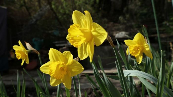 Narzissen