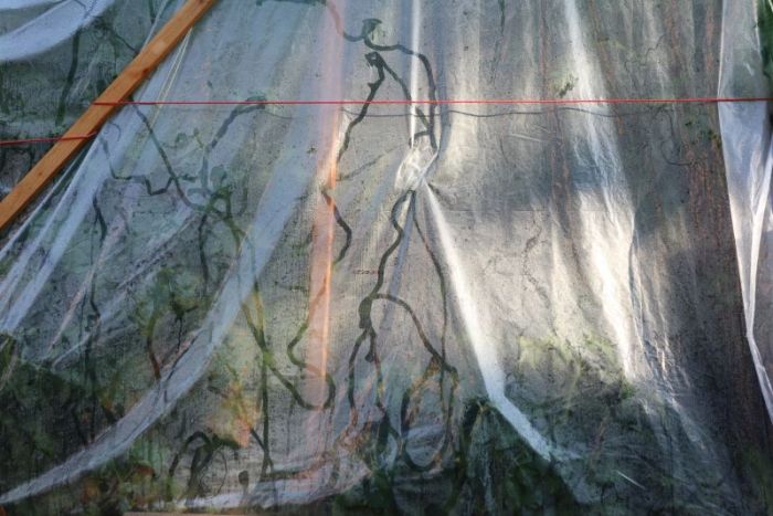 (Egon Schiele) Zeichnungen :)