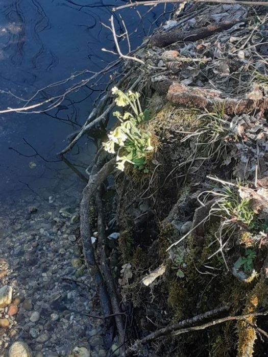 Erste schlüsselblumen