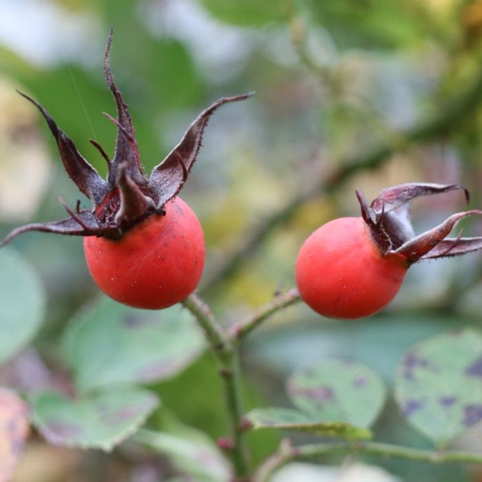 Winterfest verkapselt