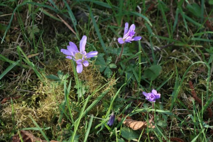 Auf dem berghang gesehn