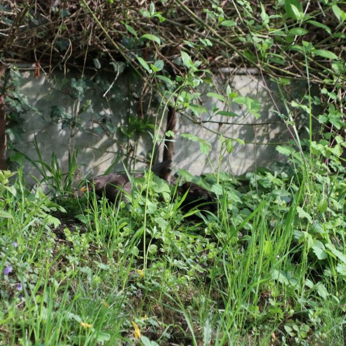 Amseljunges bettelt um futter