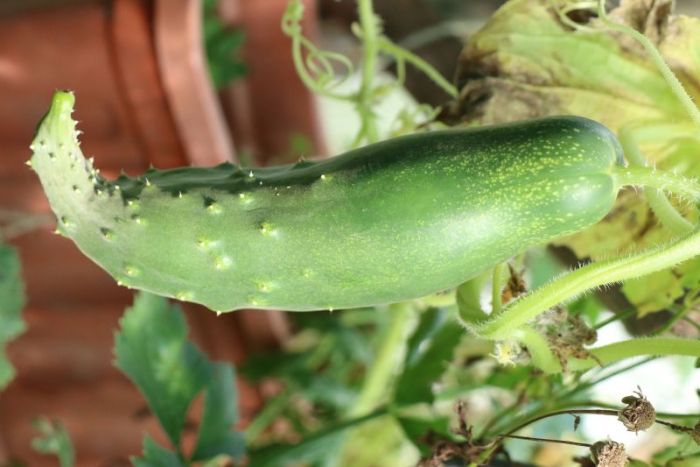 Da bläst er - der wal