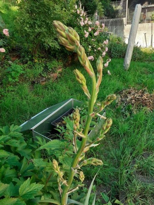 Blühen - blühen - blühen