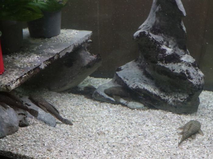 Die macht der weibchen