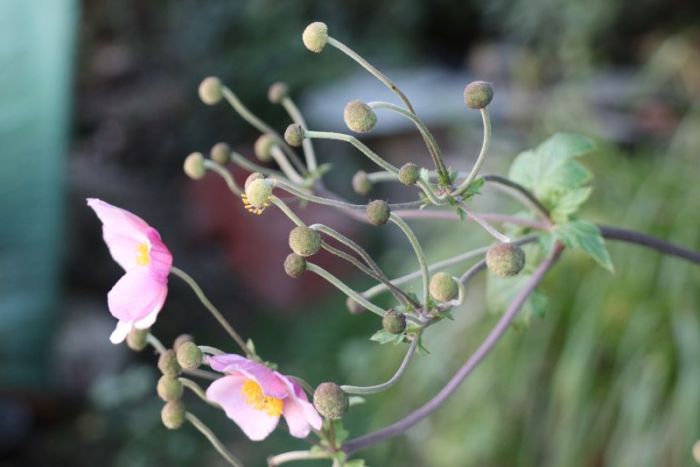 Herbst anemone