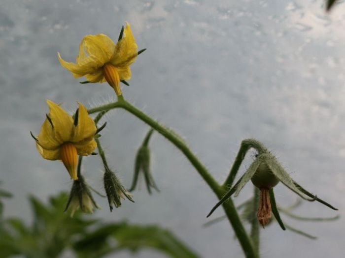 Blüten - ende september