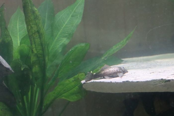 Antennenwelsweibchen