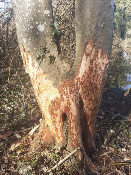 Specht und/oder Biber?