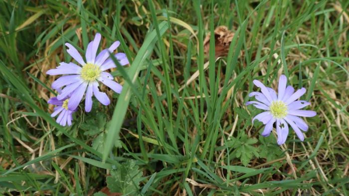 Blühen-blühen-blühen